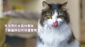 了解貓咪如何挑選食物 找到毛孩界的米其林美味