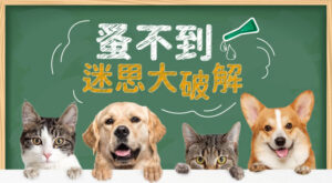 蚤不到迷思大破解