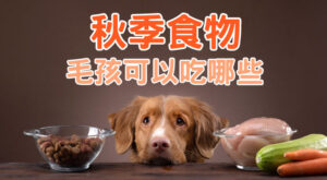 秋季食物毛孩可以吃哪些