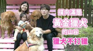 哈寵PETube-No.254【哈寵PETube】撲向滿是黃金獵犬的山谷  feat.獵犬不打獵