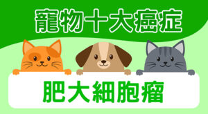 寵物十大癌症-肥大細胞瘤