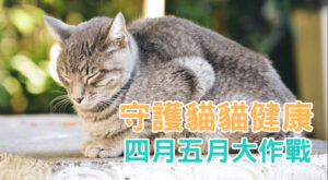 守護貓貓健康 四月五月大作戰