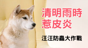 清明雨時 惹皮炎 汪汪防蟲大作戰