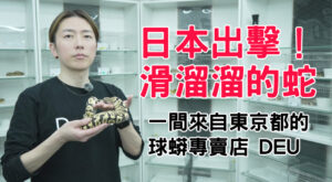 日本出擊！滑溜溜的蛇 一間來自東京都的球蟒專賣店 DEU