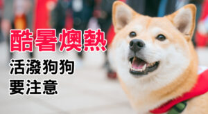 酷暑燠熱 活潑狗狗要注意
