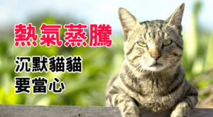 熱氣蒸騰 沉默貓貓要當心