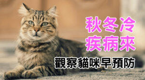 秋冬冷疾病來觀察貓咪早預防