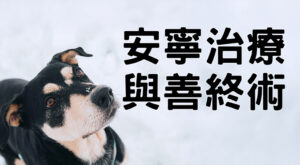 安寧治療與善終術給予毛孩最後一絲溫暖的獸醫師們