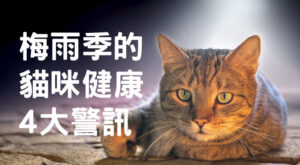 梅雨季的貓咪健康4大警訊