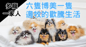 多寵一家人｜六隻博美一隻邊牧的歡騰生活