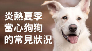 炎熱夏季當心狗狗的常見狀況