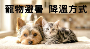 寵物避暑！降溫方式