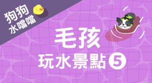 毛孩玩水景點5